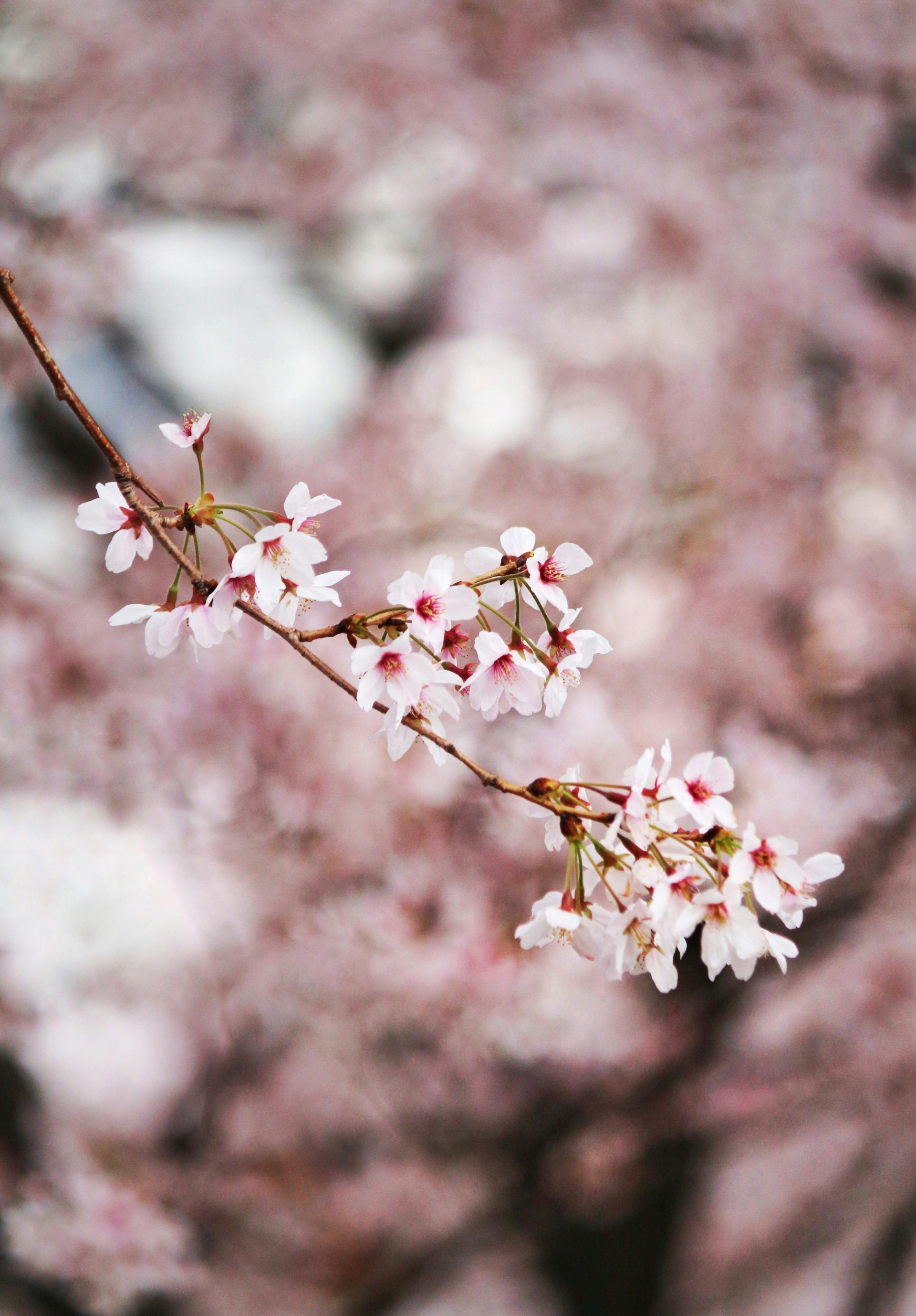 Close-up of cherry blossoms against a blurred background in South Korea.